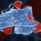 Illustration for article titled When (Microscopic) Blood Vessels Explode
